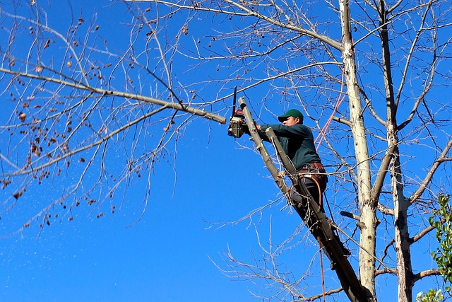 trimming tree