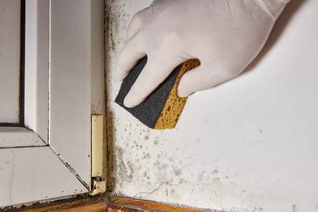 person wearing a glove cleaning mold off wall with a sponge